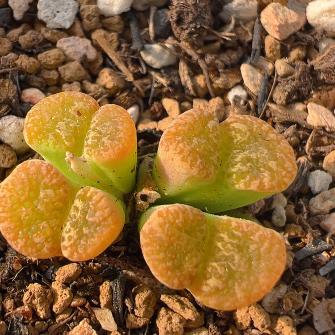 31多肉植物百科知识
