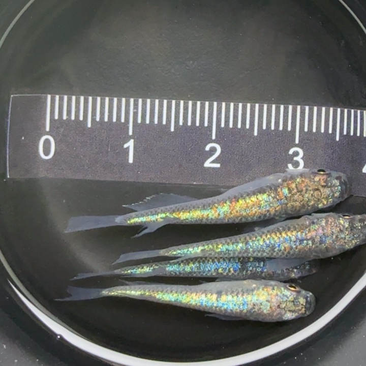 青鳉鱼海王星1号青鳉