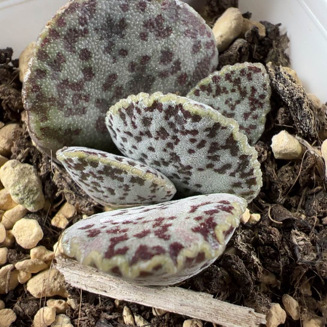 皱叶马蛋大苗多肉植物水泡