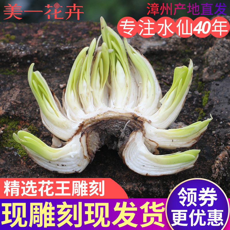【水仙雕刻好】水仙花种球大水仙造型室内水养花盆栽漳州水仙花球