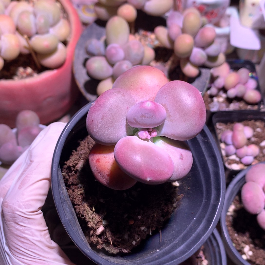 。小屁桃468 叶片xiaohao