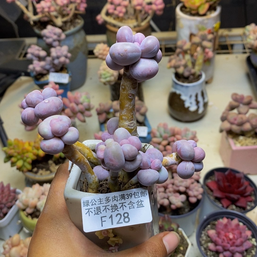 128芭比奶多肉7c m