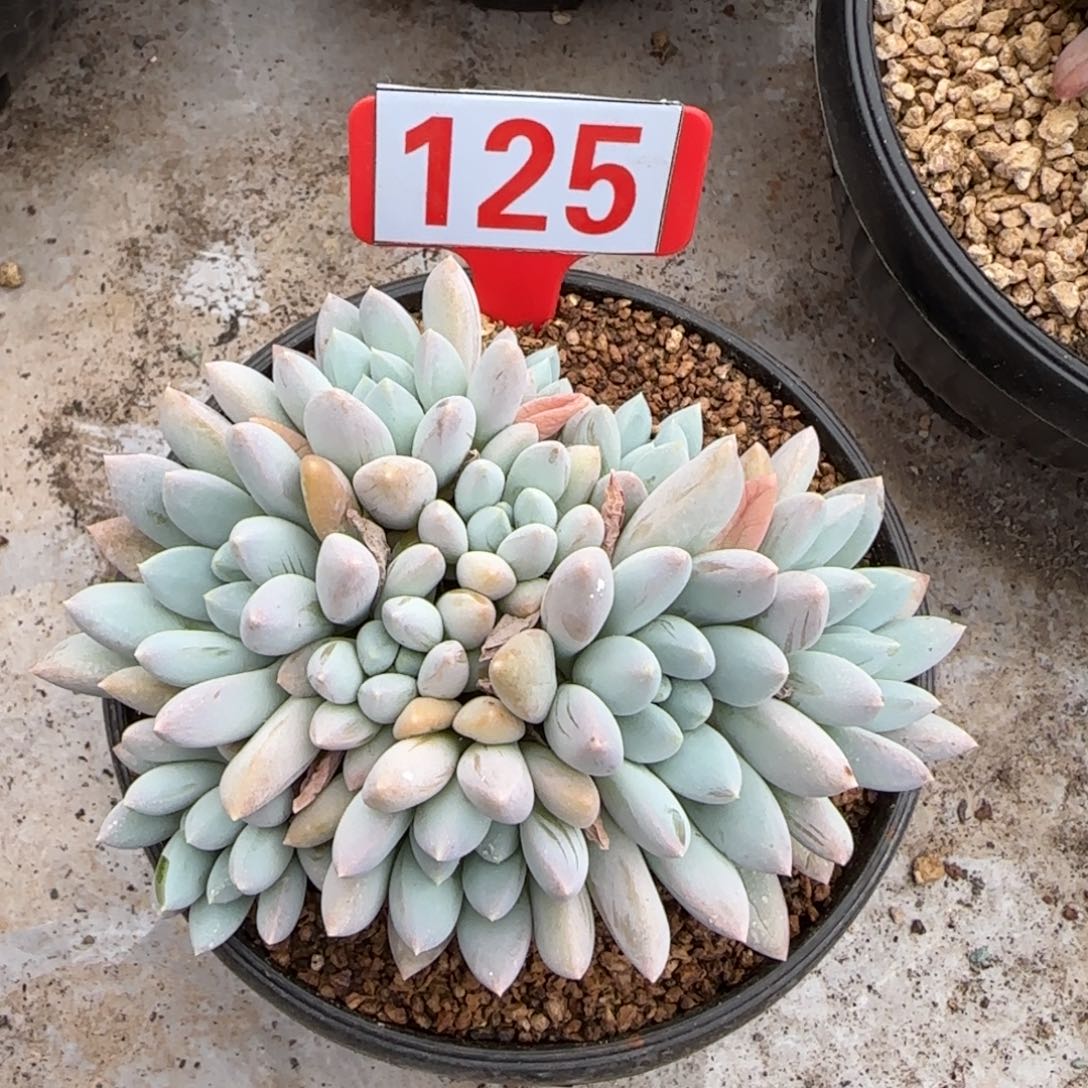 125。      奶糖群