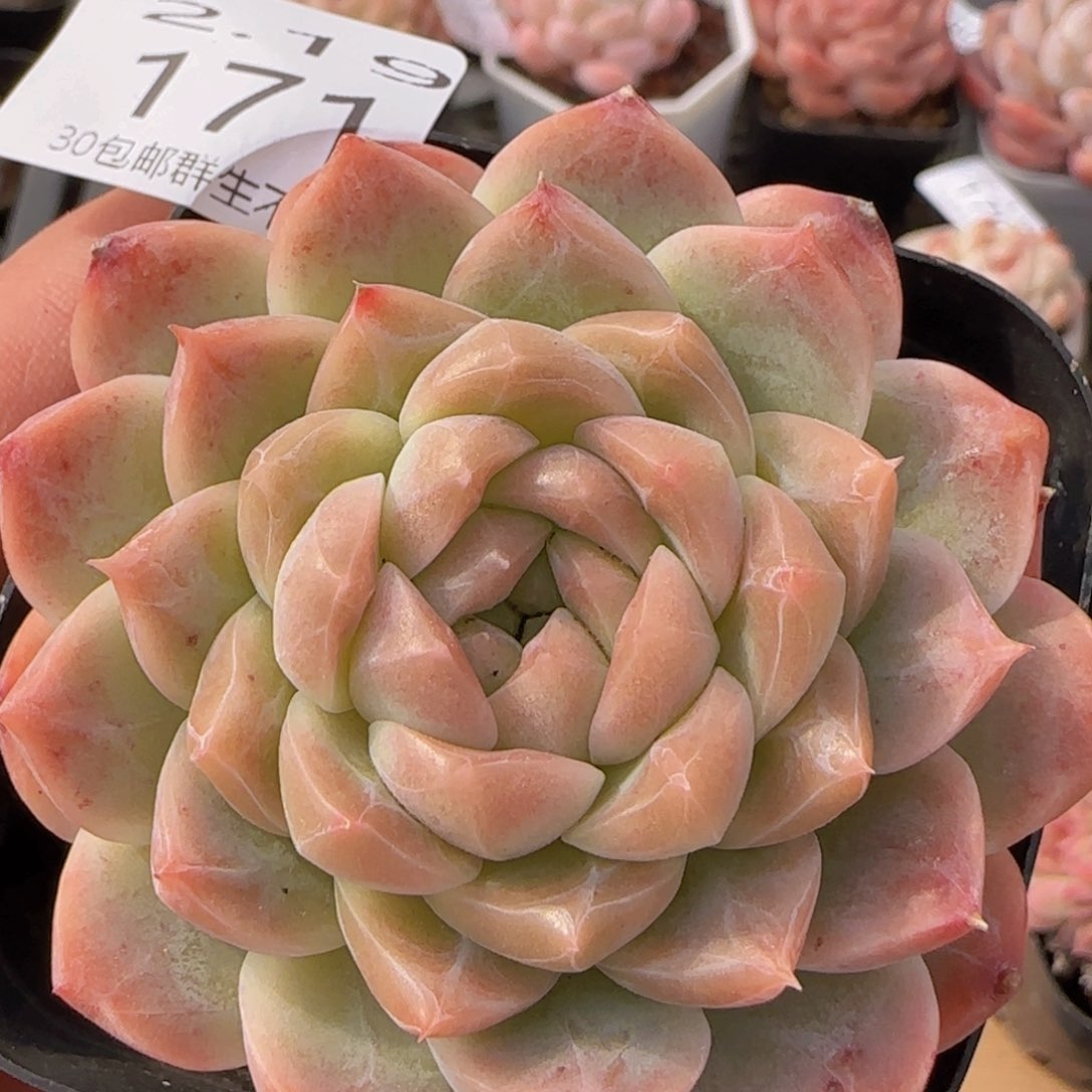 井中月单头一颗脱土发货