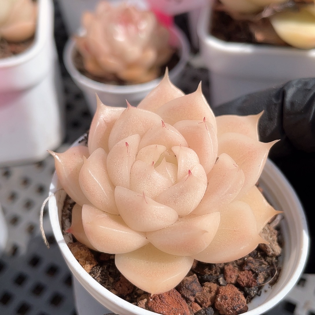 优选麦秆福利1016