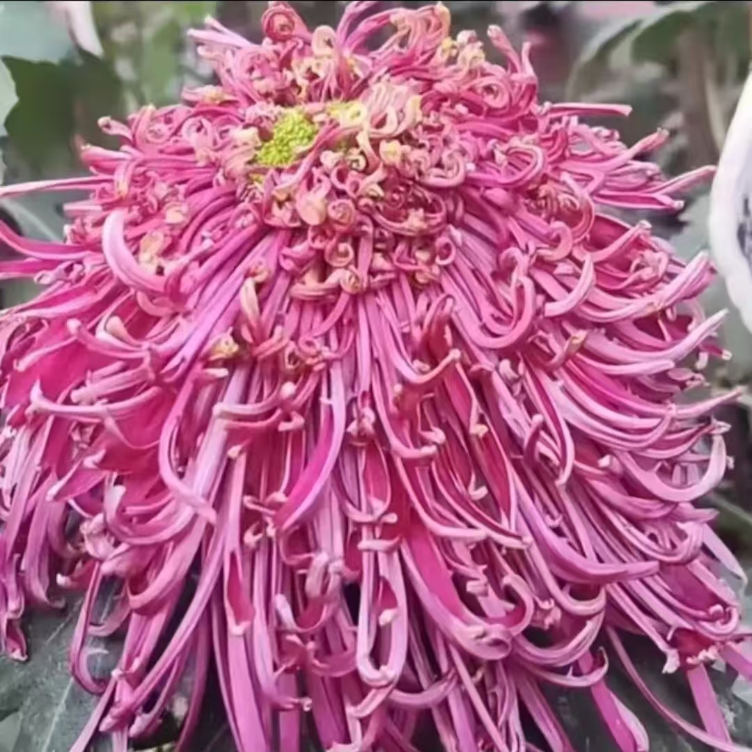 【古典美人】九月大花丝菊 带花苞发货 多年生宿根植物菊花