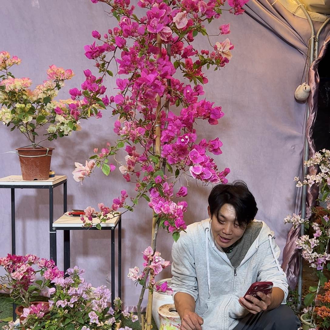 大量花朵（建议范围：8朵-15朵 或40%以上）漳红婴