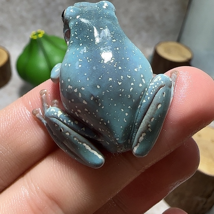 老爷树蛙2 魔鬼蓝满天星大胖子