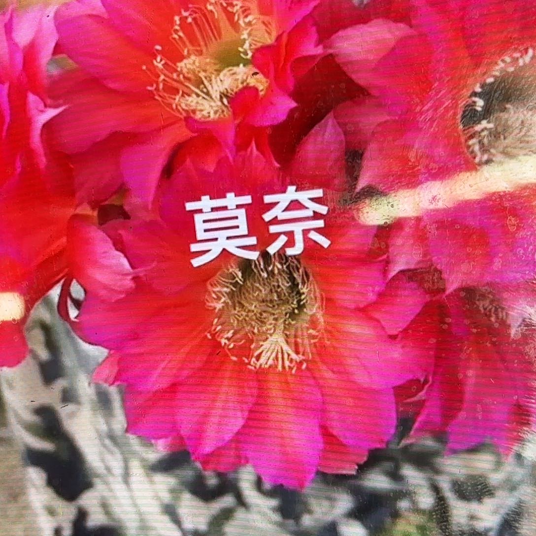 莫奈毛侧牙20包邮仙人球19