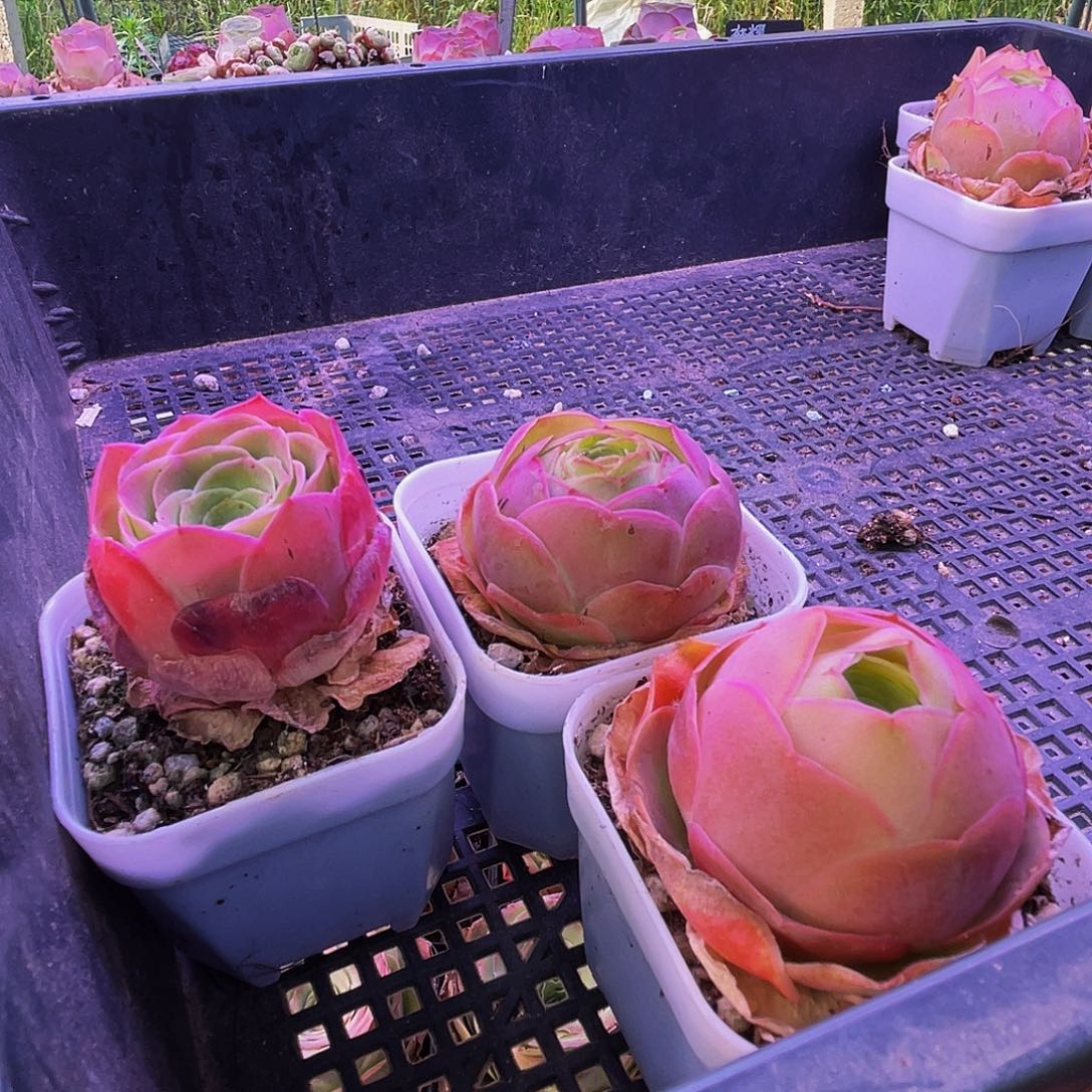 三棵 非偏远包邮 多肉