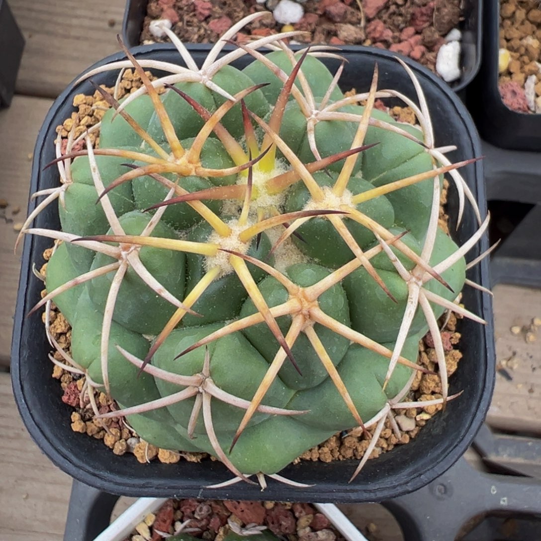 一颗安宅象牙白多肉植物带盆土