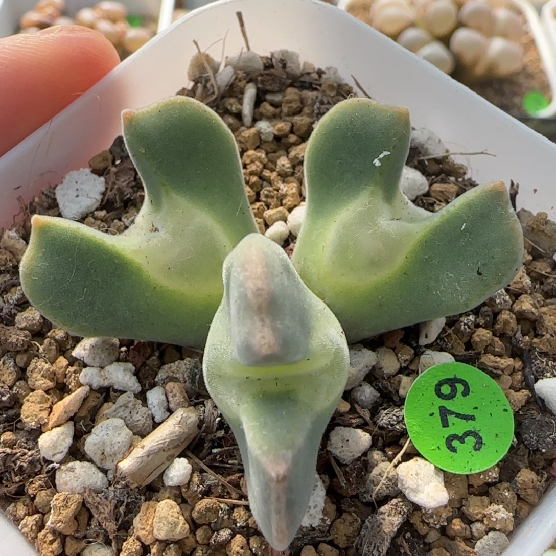 大眼睛空蝉群多肉植物379