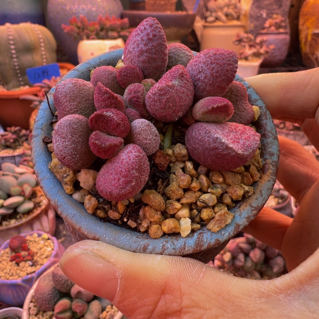 @****好吧好嘛好吧我的宝我