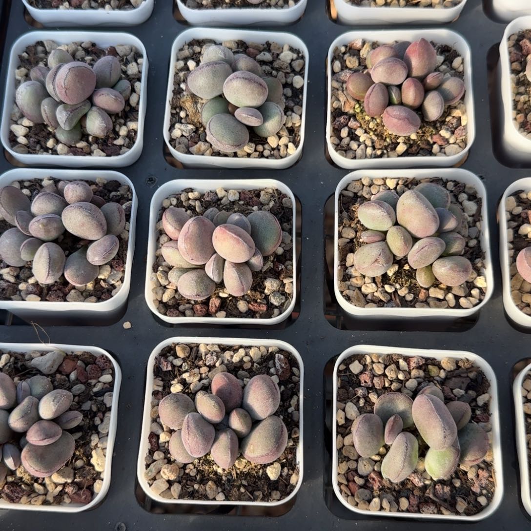 球球紫蛋量拍链接