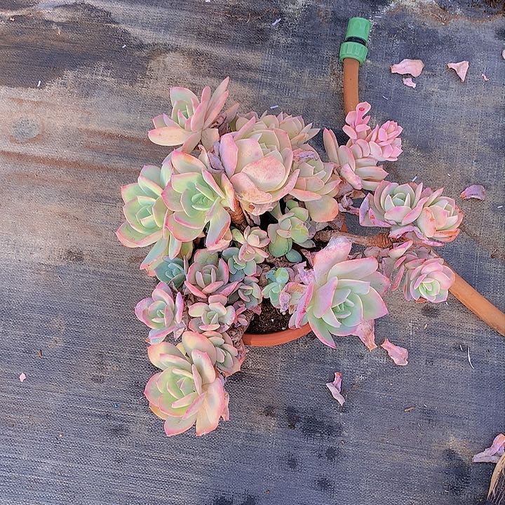 无花朵展***了多肉植物25858888