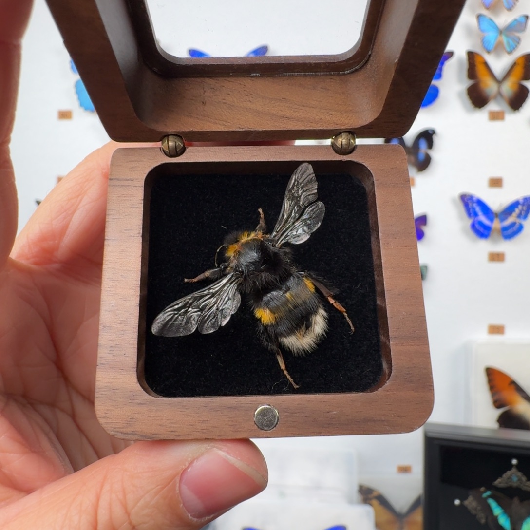熊蜂福利胡桃木戒指盒