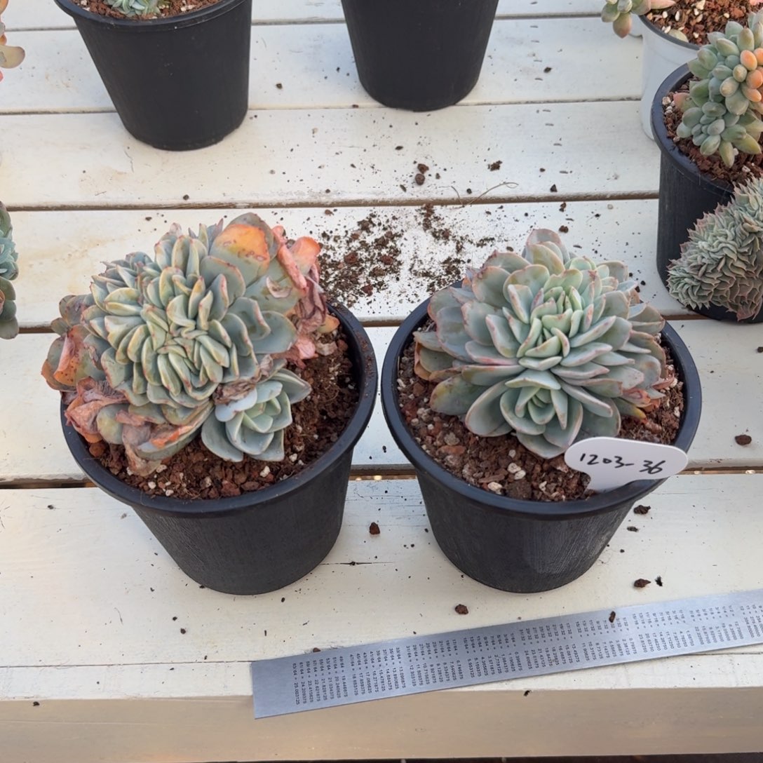 1203-36布鲁蓝缀化两颗