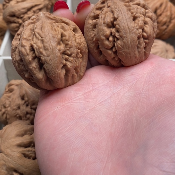 霸王龙全品无修一刀没动