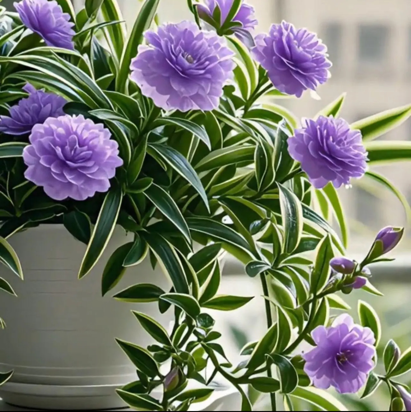 20颗当年开花耐寒浓香型大花型吊兰花种球好养活开花盆栽