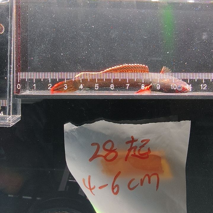 雷龙血斑10厘米，清～～～～～～