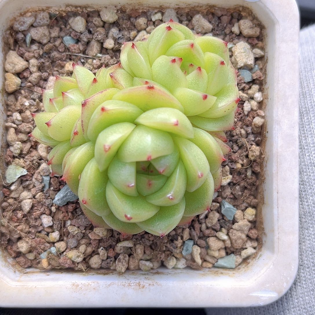 ****嘤906一物一拍 绿豆沙