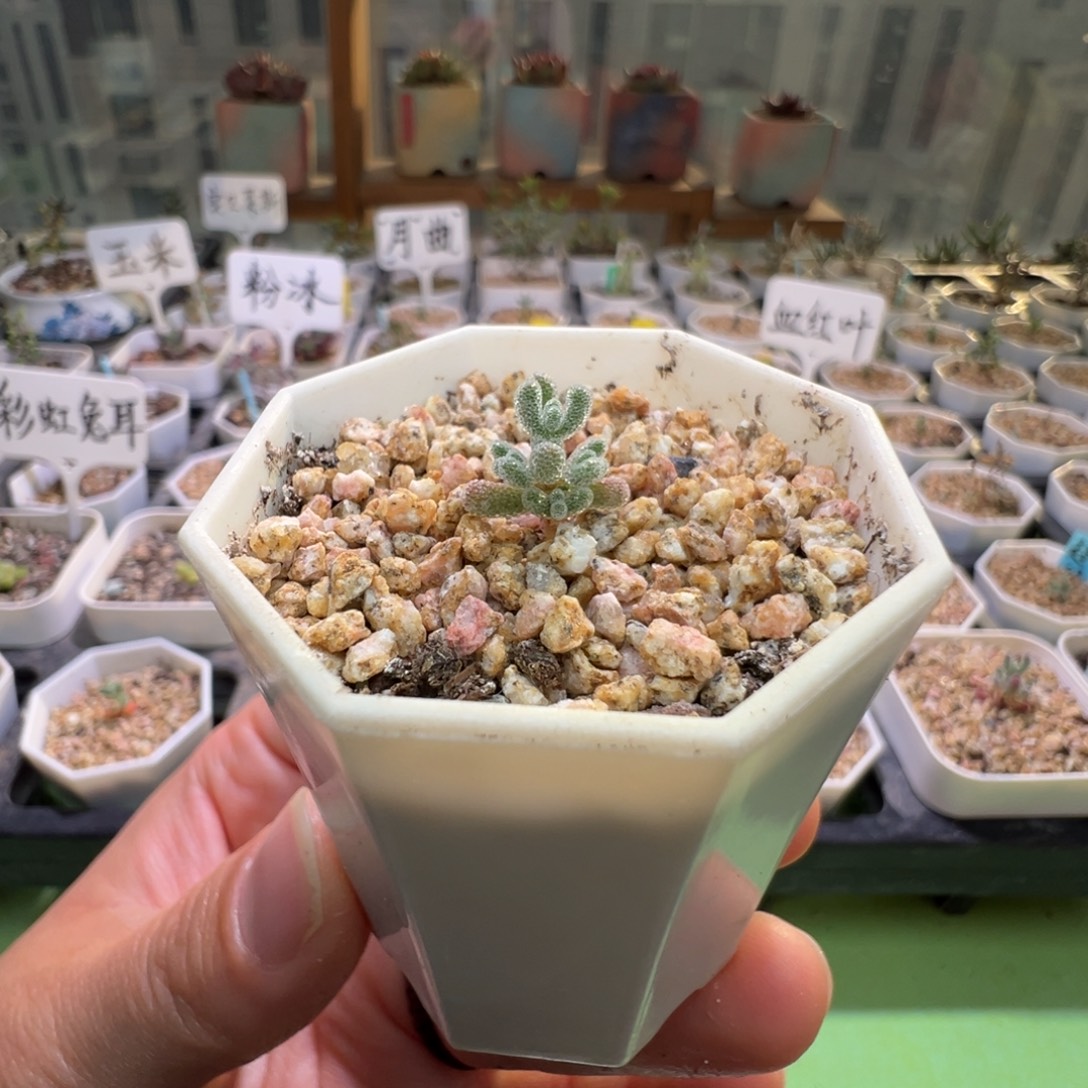 尺寸小，2907实生粉冰晶，拍下不退不换