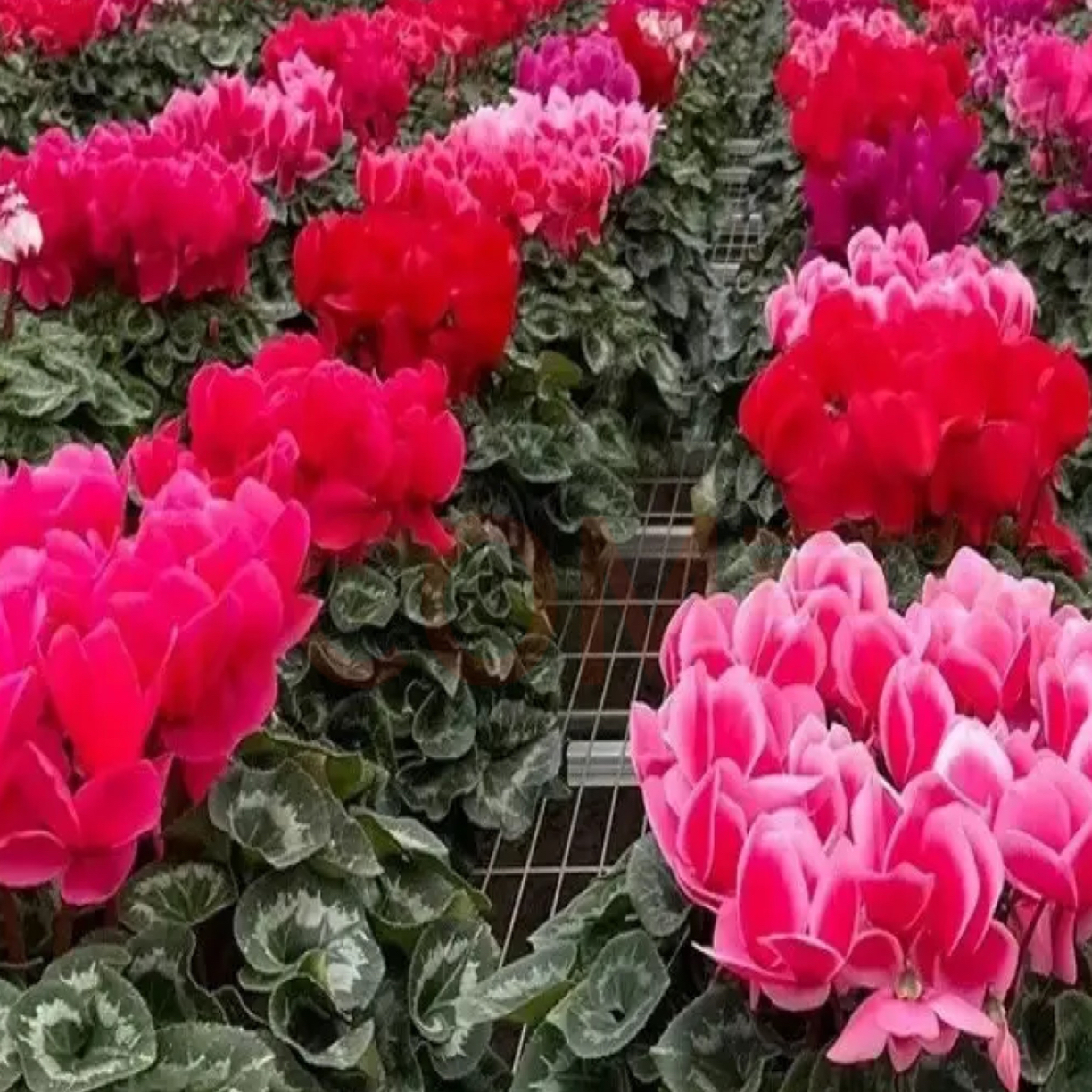 2加仑超大盆！仙客来盆栽四季开花客厅阳台好养花卉