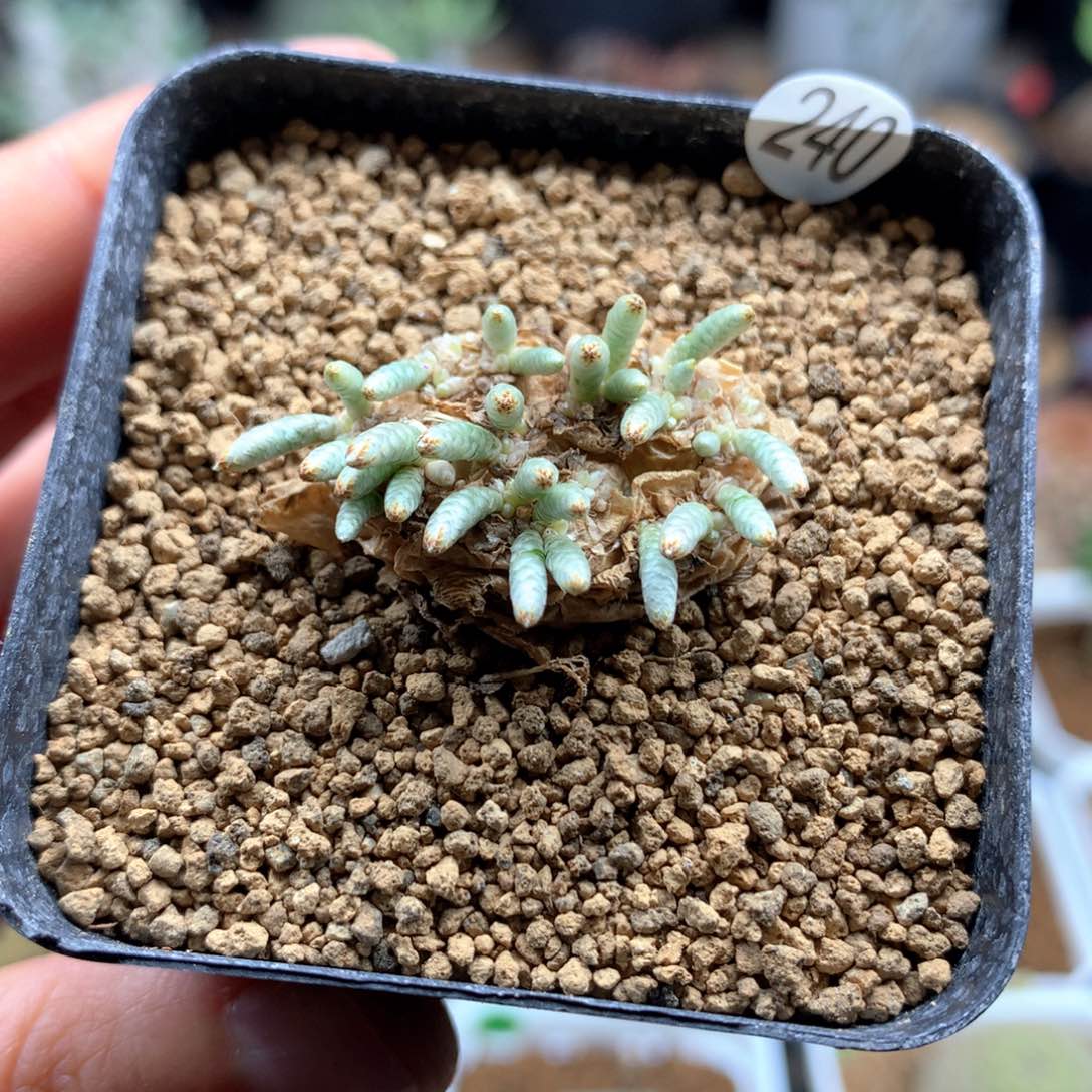 红花韧锦带盆2.5cm
