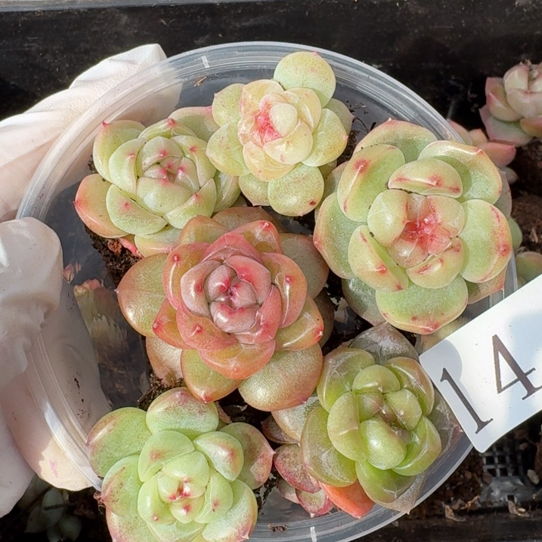 多肉植物多肉植物14