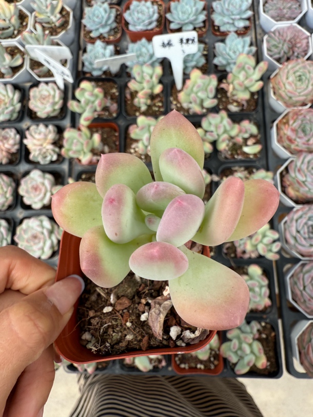 老桩 苹果奶 多肉植物