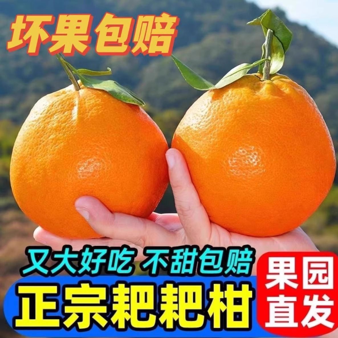 正宗四川耙耙柑产地直发现采现发好吃应季水果