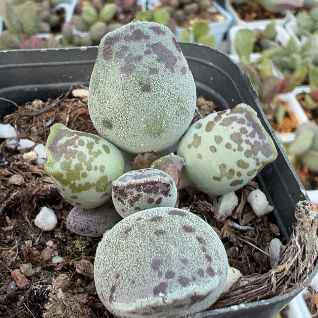 丸叶海豹单头纯木质桩多肉植物