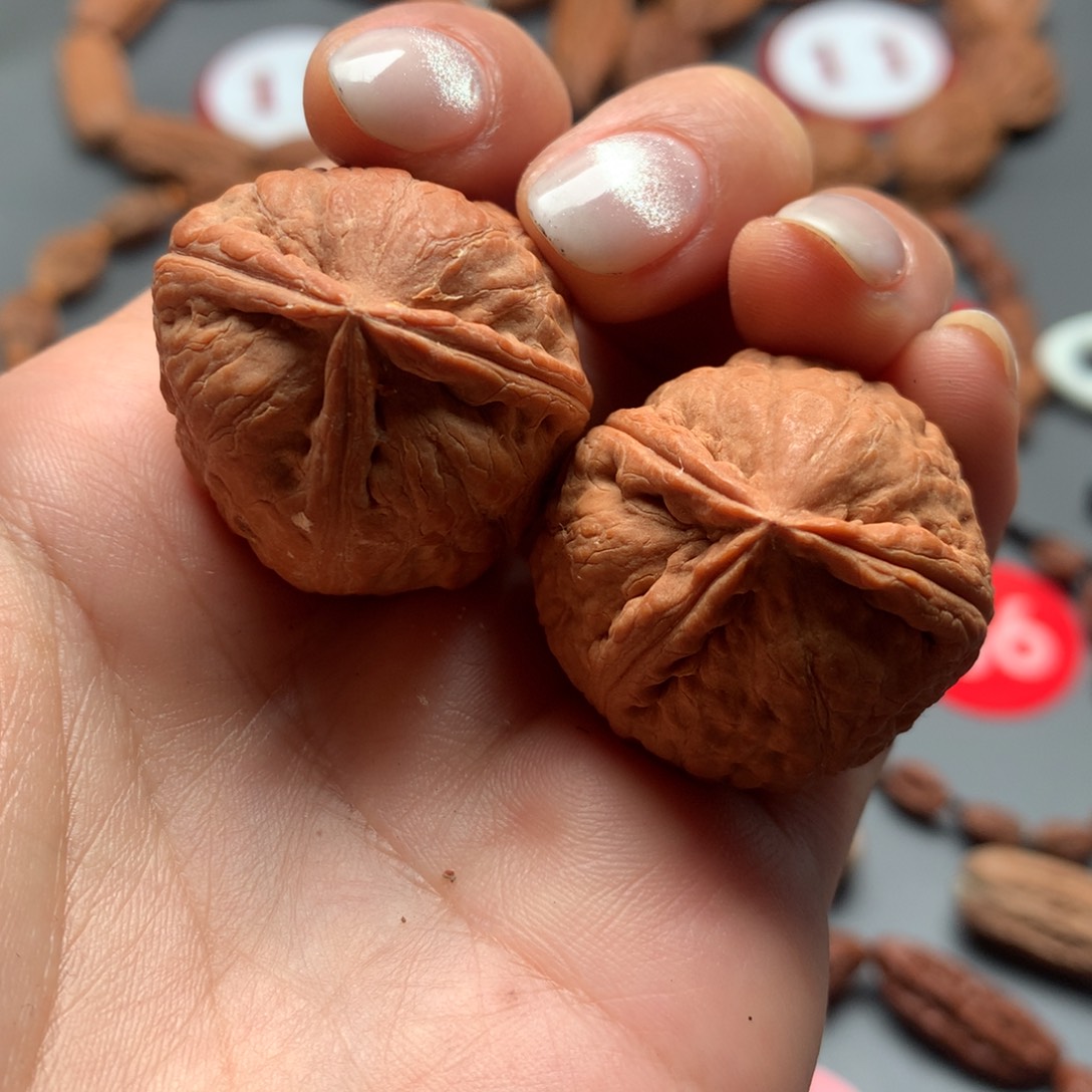 核桃59东北秋子三棱