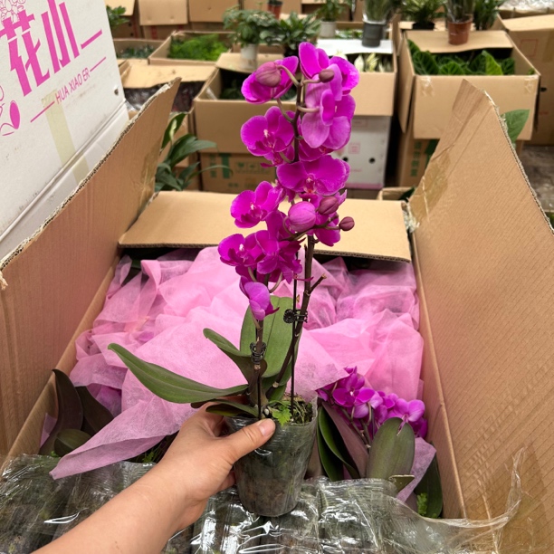 蝴蝶兰盆栽绿植易养  延