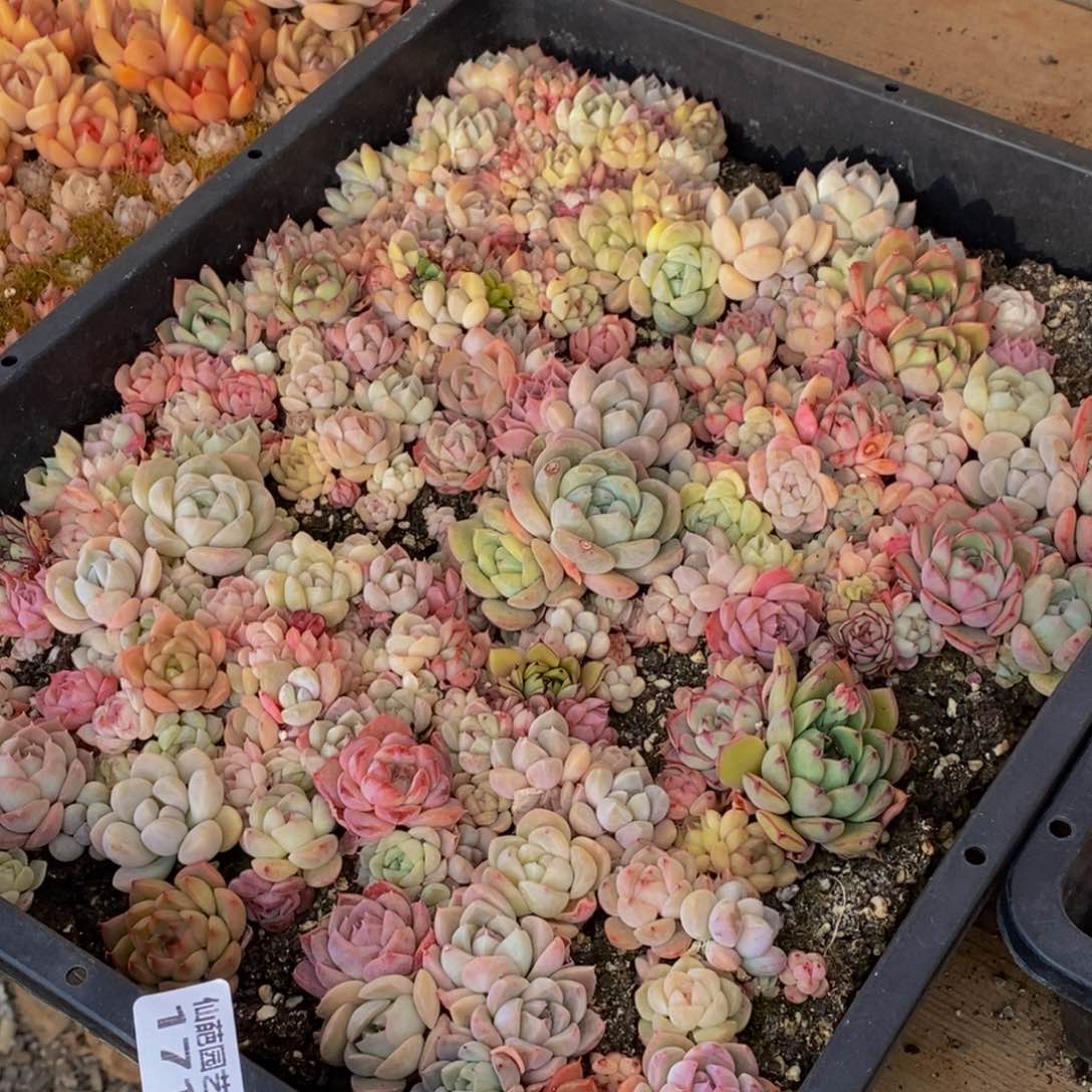 171多肉植物保护研究所所长助理