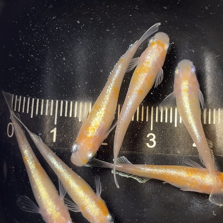 青鳉鱼赤壁6条，20号，满15包邮，可叠单