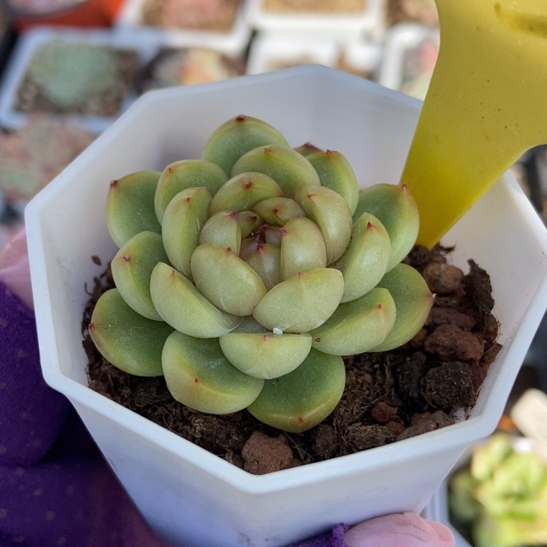 13莱拉珍妮多肉植物保护