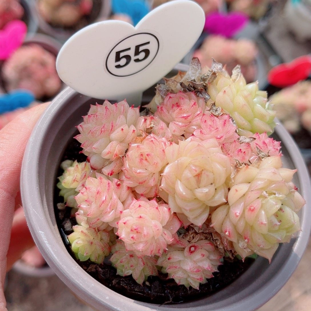 55号小老桩麦秆群不包整