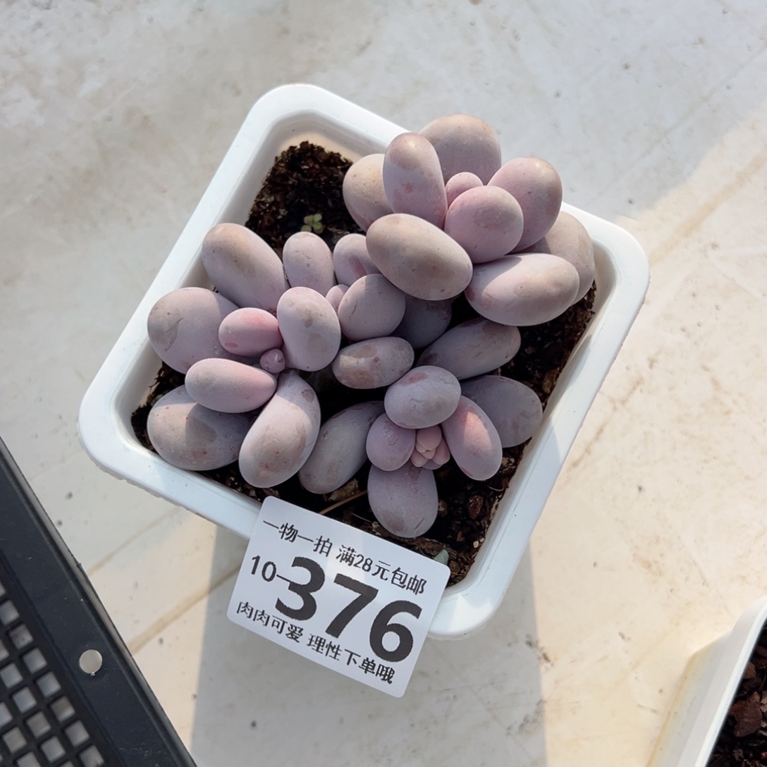 奶酪多肉多肉多肉多肉