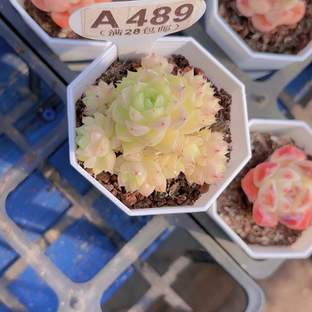 A489麦秆一物一拍