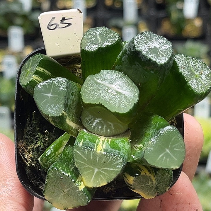 65大窗玉龙万象锦