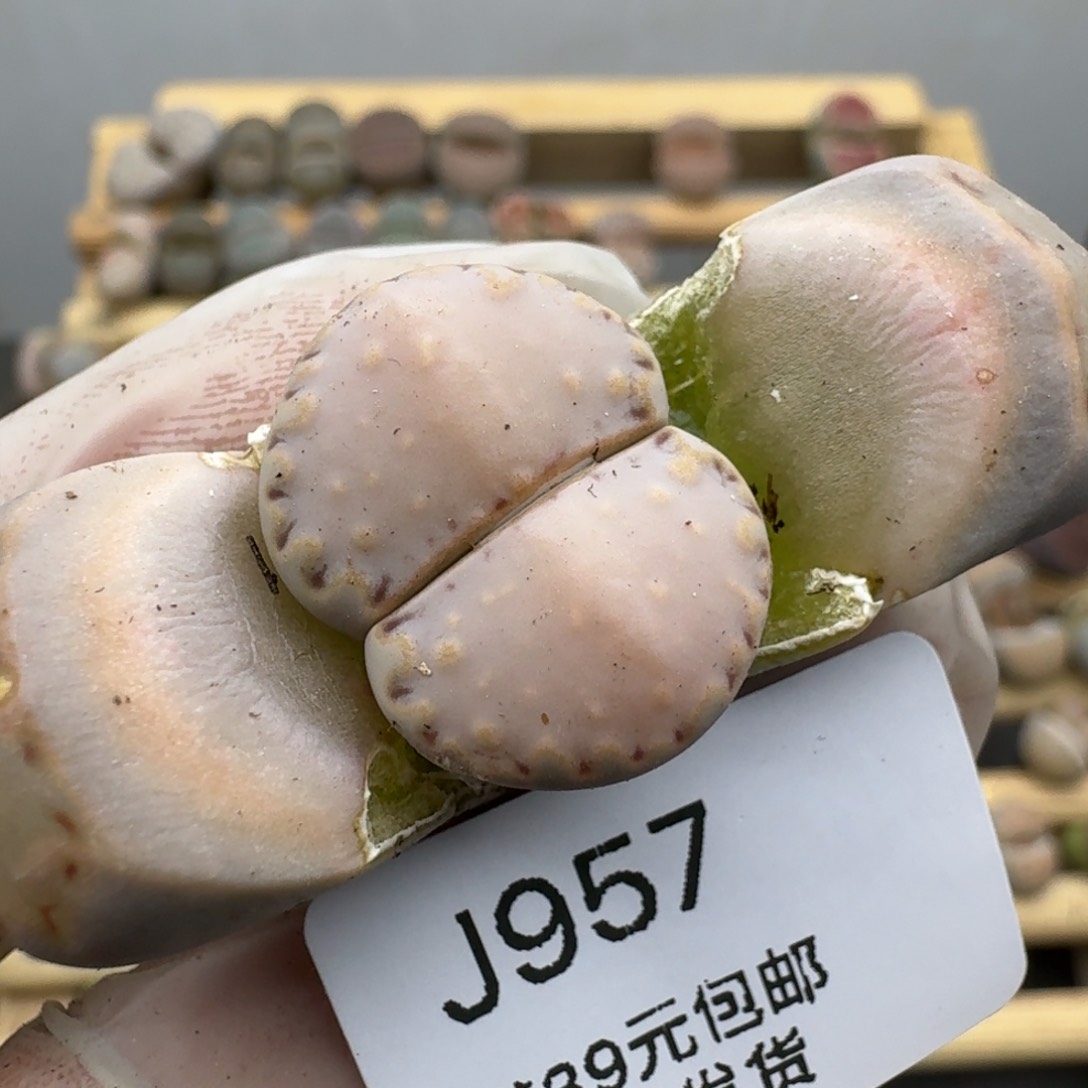 957哈哈哈哈哈哈哈哈