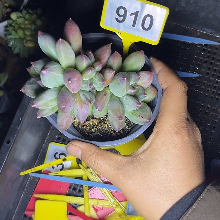 多肉植物彩胖体重楼910