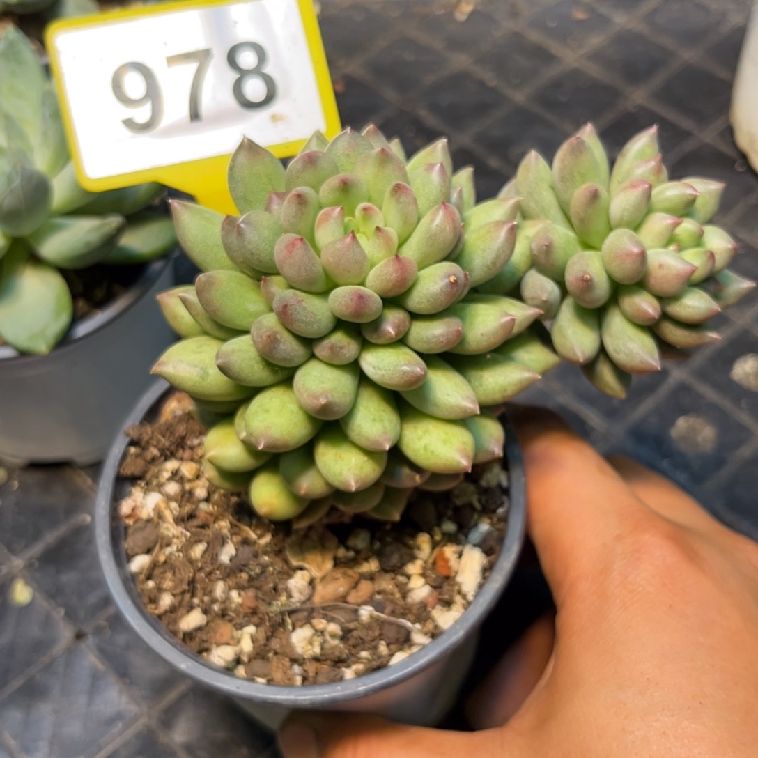 多肉植物岩字群978