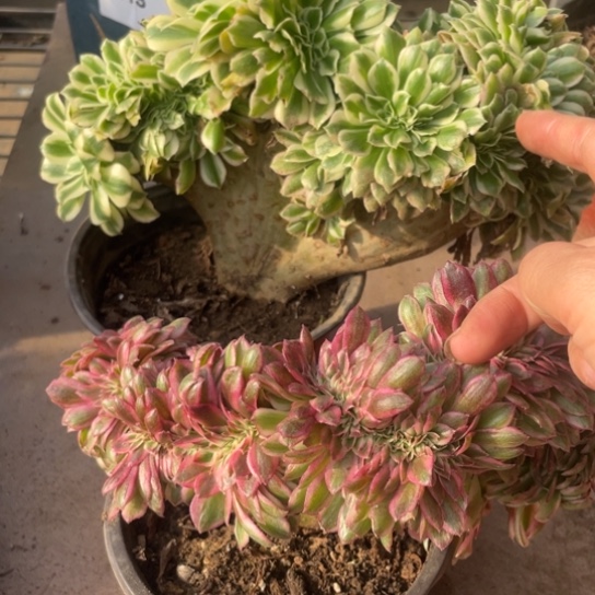 819，迈巴赫，倾城缀包邮