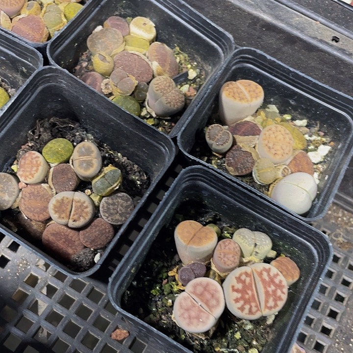 生石花2.99带哦土