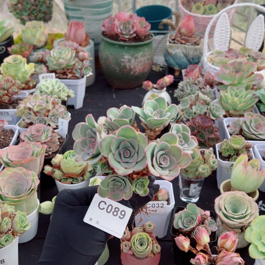 予***এ089紫霞仙子树型花束群。   一物一拍