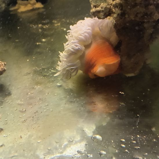 红肚葵，飘飘，海金鱼