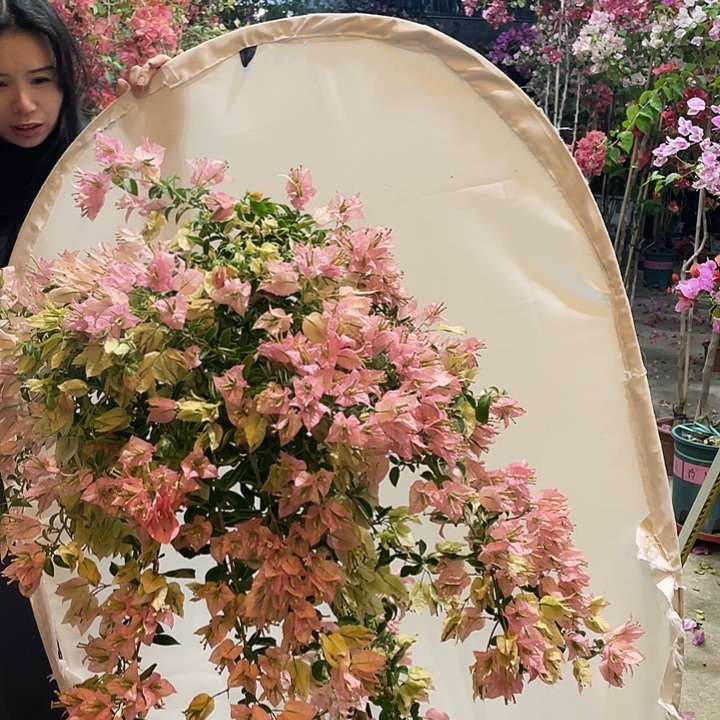 当前无花栽培后可以开花