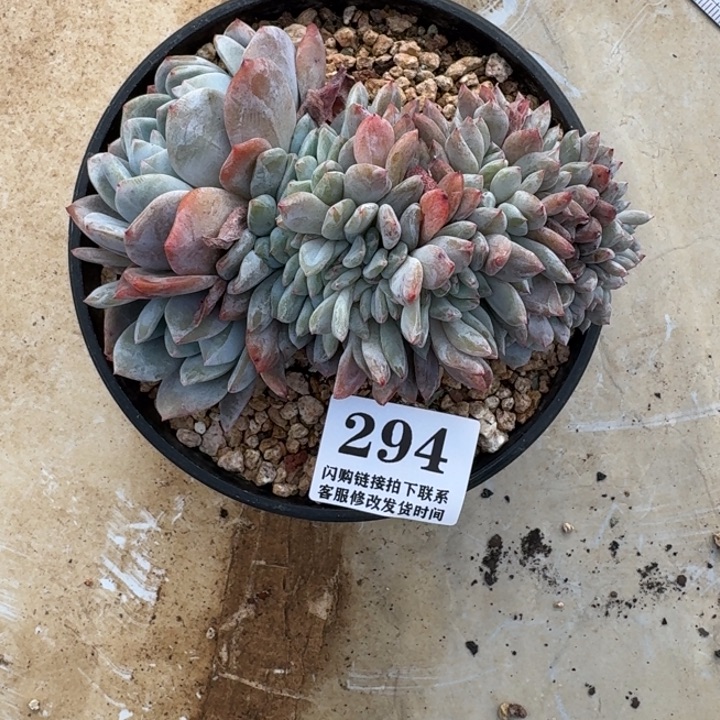 七***@294星影缀化12cm左右